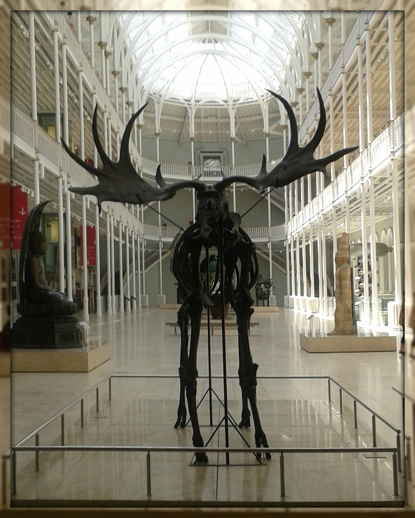 deer skeleton at the museum by sarah19