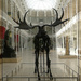 deer skeleton at the museum by sarah19