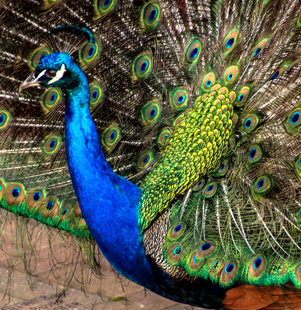 peacock by cdonohoue