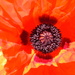 Ever so Orange poppy! by dianezelia