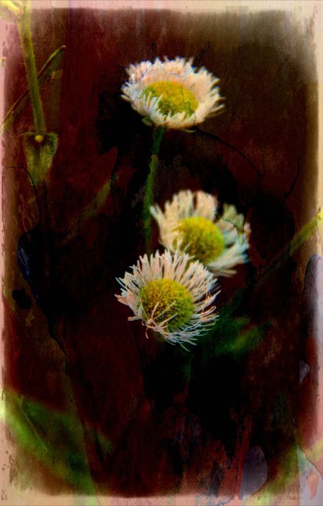 Miniature Daisy Art by digitalrn