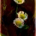 Miniature Daisy Art by digitalrn