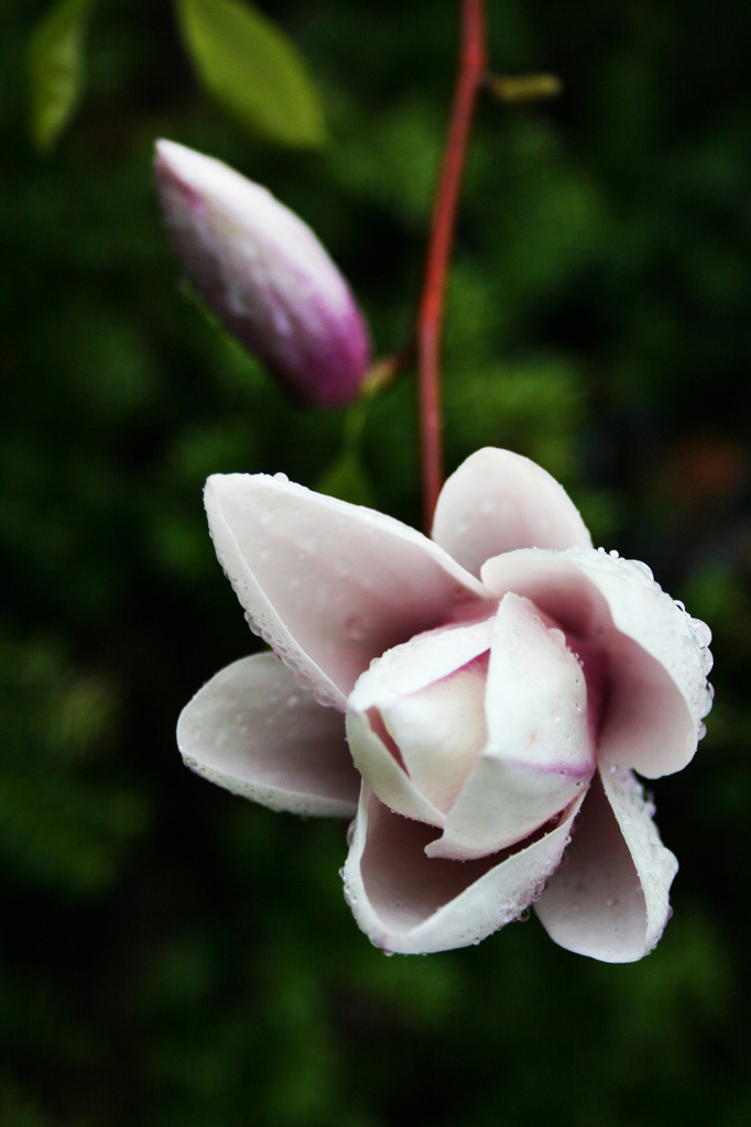 Magnolia Flower by pdulis