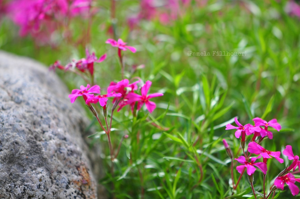 the creeping phlox...  by earthbeone