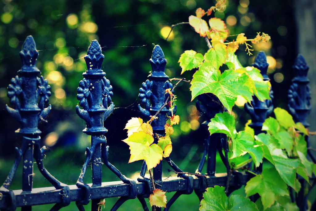 Vines on Wrought Iron by pflaume