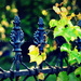 Vines on Wrought Iron by pflaume