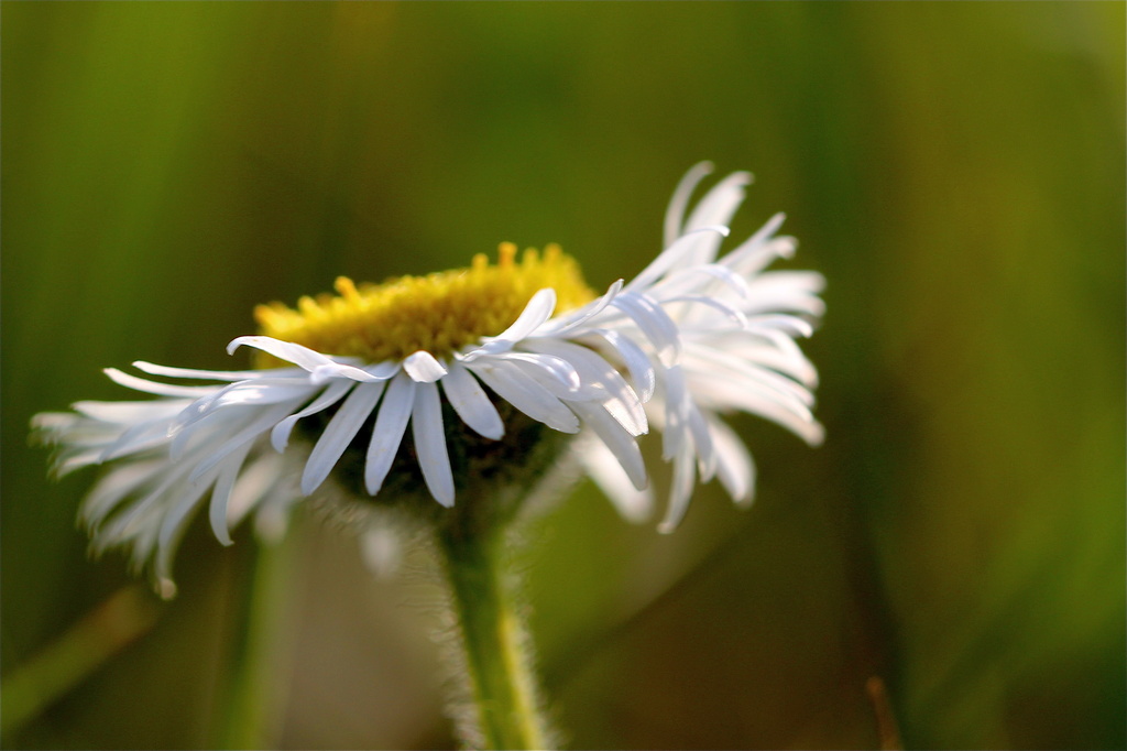 Prairie Wildflower by aecasey
