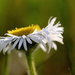 Prairie Wildflower by aecasey