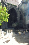 31st May 2013 - St Eulalia's Geese