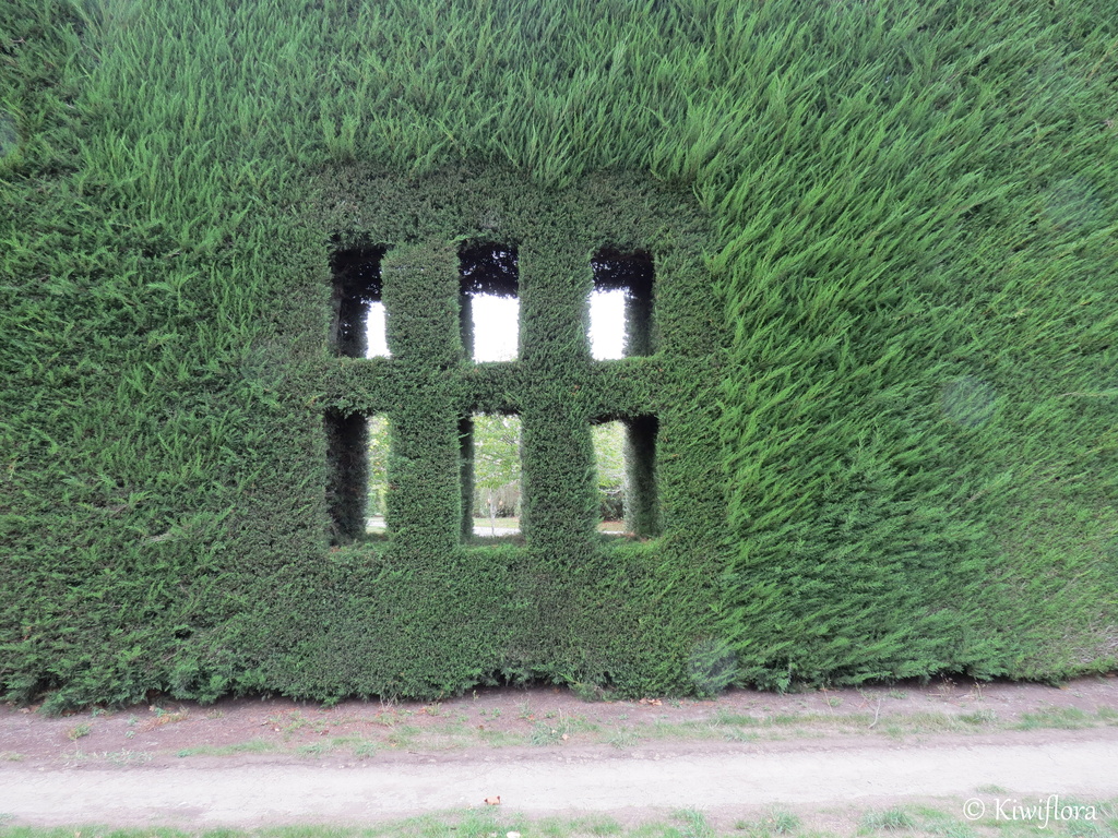 Window by kiwiflora