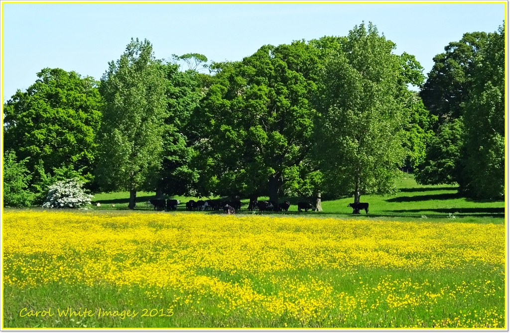 Buttercup Meadow by carolmw