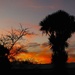 Cordyline sunset  by kiwinanna