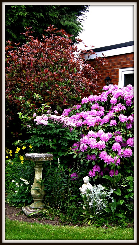 Rhododendron in the garden  by beryl