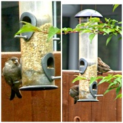 5th Jun 2013 - *I'm only a poor little sparrow ! *