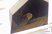 16th May 2013 - owl II