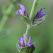 Salvia by leonbuys83