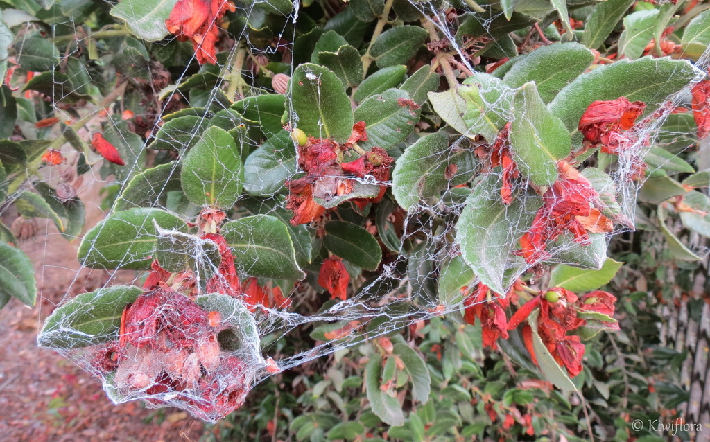 Web by kiwiflora