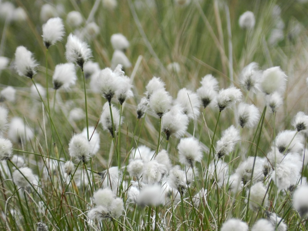 more cotton grass!  by roachling