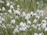 5th Jun 2013 - more cotton grass! 