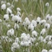 more cotton grass!  by roachling