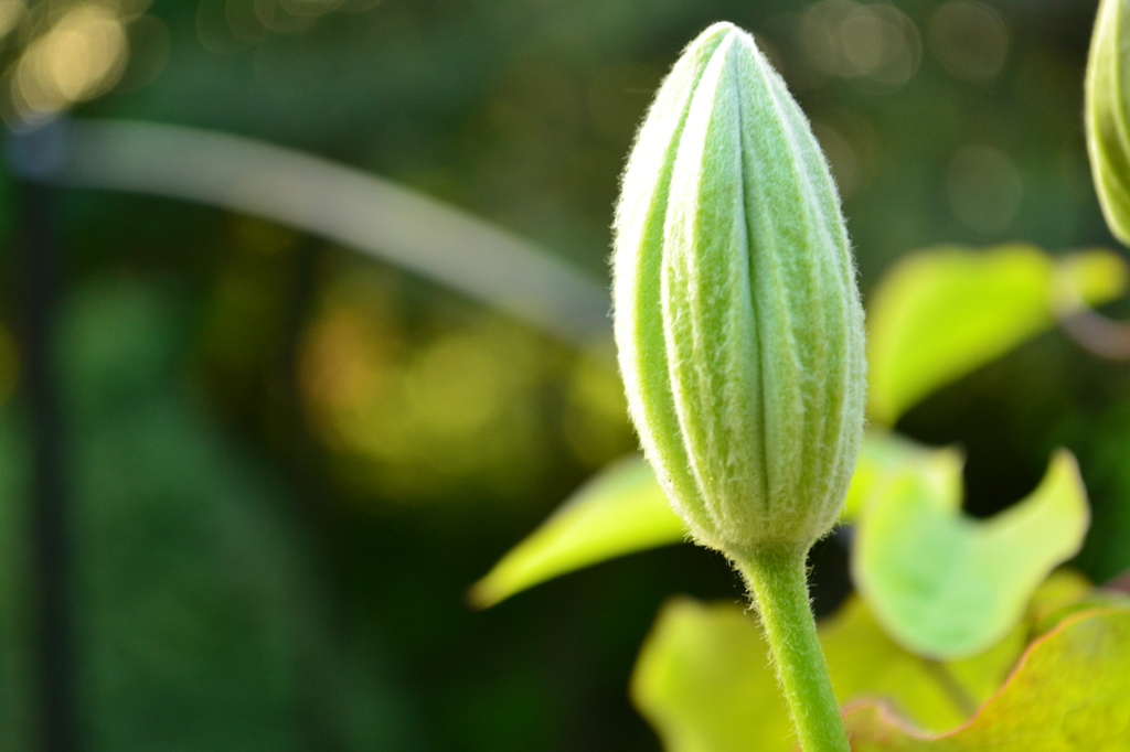 Hayleys' Clematis by ziggy77