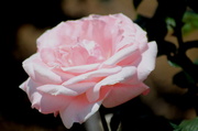 30th May 2013 - Pink Rose