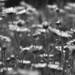 Daisies B & W by jayberg