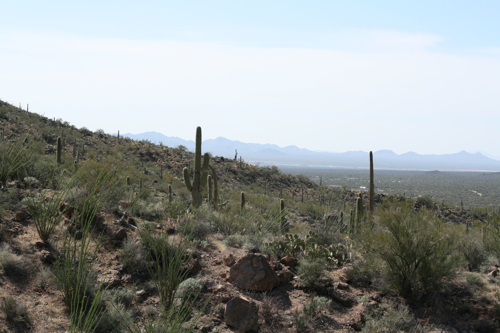 Sonoran Desert by kerristephens