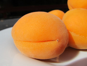 5th Jun 2013 - Apricot: