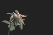 5th Jun 2013 - Columbine