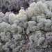 Cladonia stellaris - Palleroporonjäkälä, Fönsterlav IMG_4848 by annelis