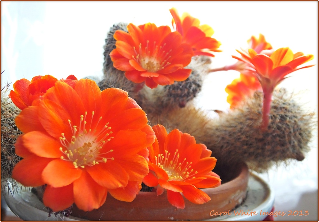 Cactus In Bloom by carolmw