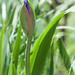 Iris Bud by gardencat