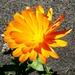 Marigold by fishers