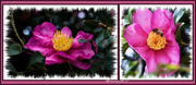 20th May 2013 - CAMELLIAS 50mm