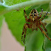 Spider by richardcreese