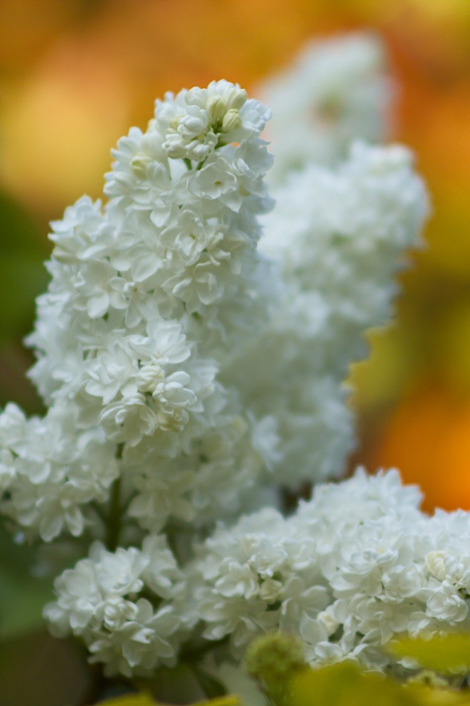 White Lilac by nicolaeastwood