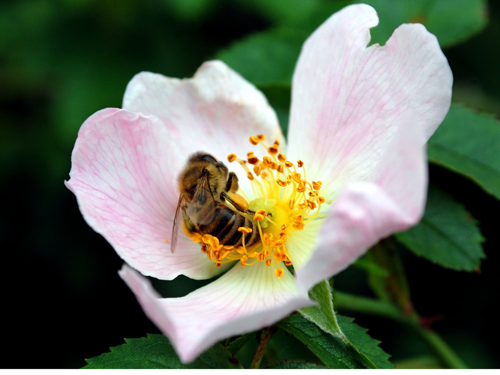 Hardworking bee by pavlina