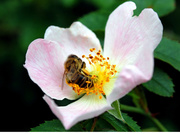 6th Jun 2013 - Hardworking bee