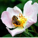 Hardworking bee by pavlina