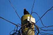 6th Jun 2013 - Bird and a wire