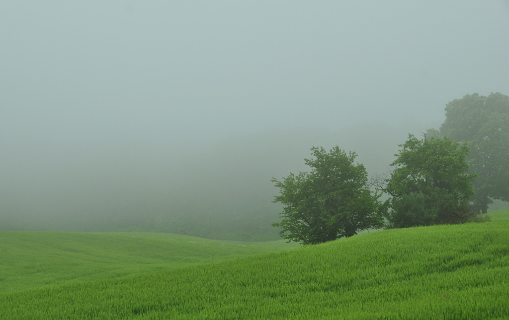 Misty Green by jayberg