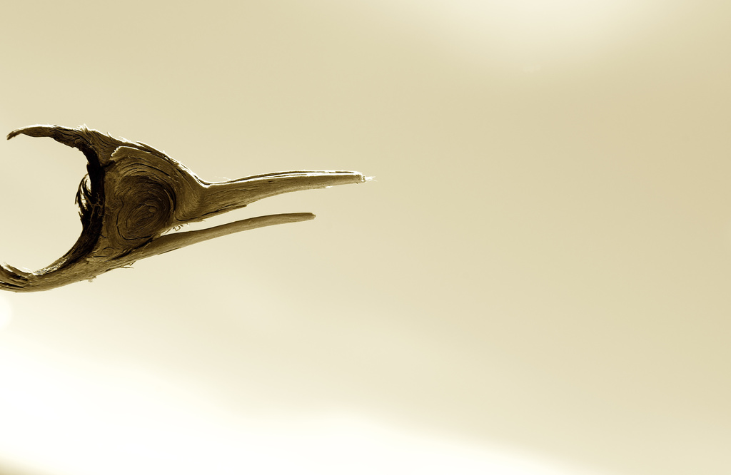 Wooden Bird by kwind