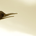 Wooden Bird by kwind