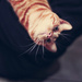 crazy upside-down cat by pocketmouse
