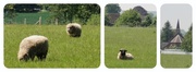 7th Jun 2013 - Sheep Collage