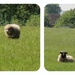 Sheep Collage by beryl