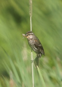 4th Jun 2013 - Female Red Winged Black Bird with Catch