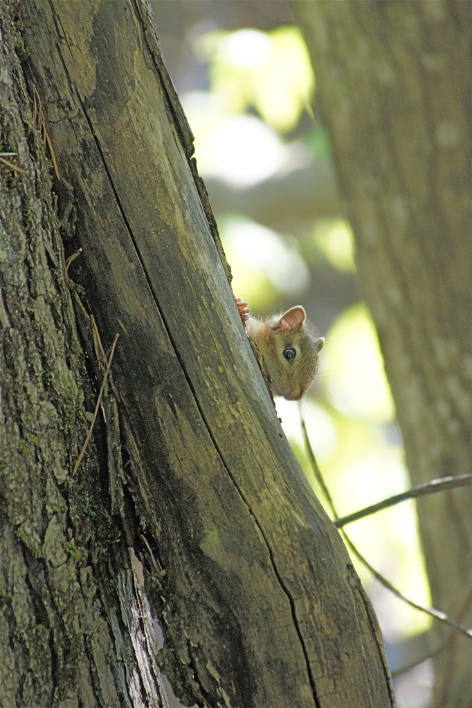 Young Chipmunk Exploring the World by rob257
