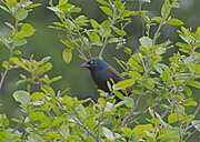 23rd May 2013 - Grackle?
